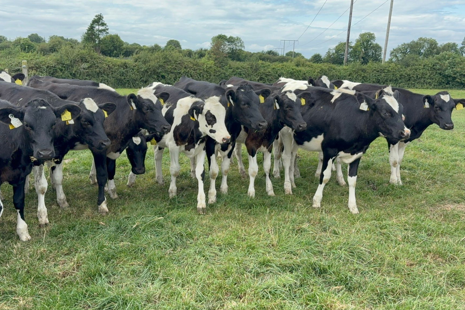 2279-70319_3 Spring Pedigree Calves For Sale
