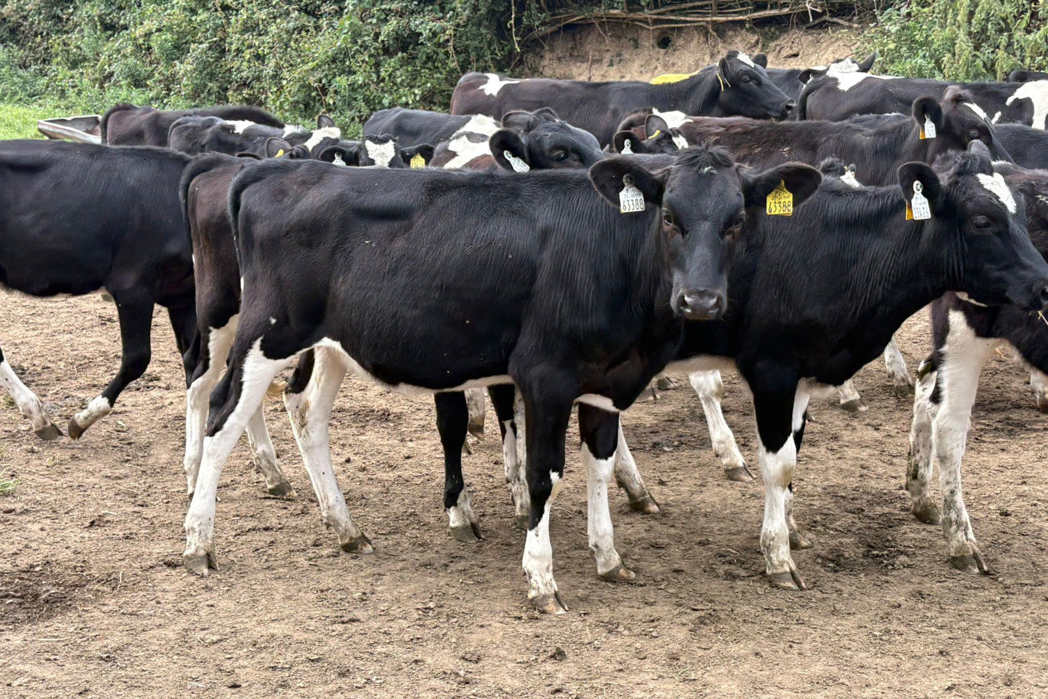 2279-70319_5 Spring Pedigree Calves For Sale