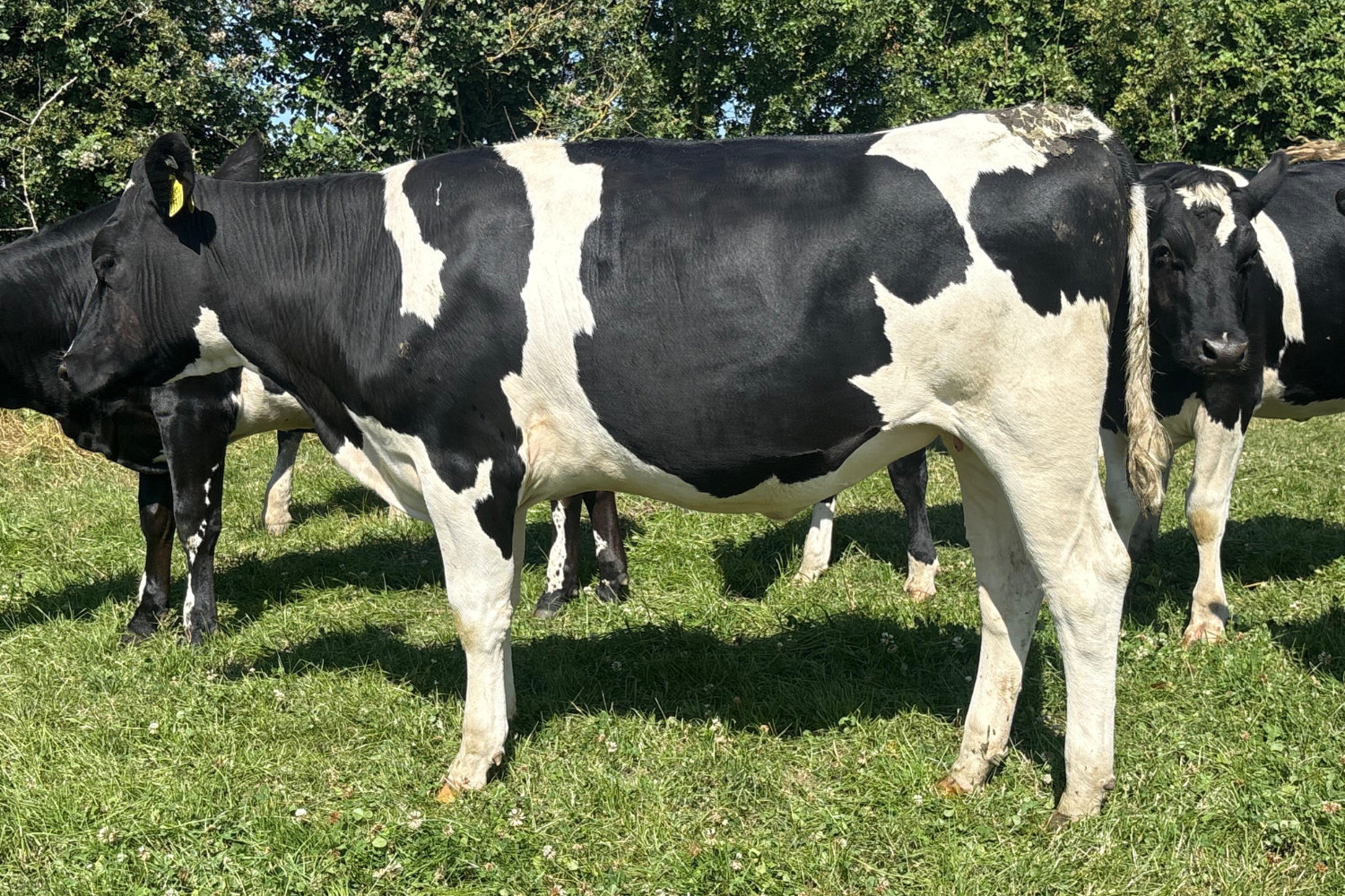 624-70128_1 High EBI Spring Calving Heifers For Sale