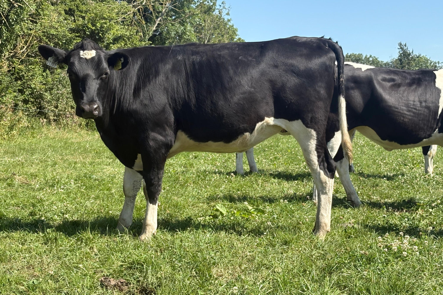 624-70128_2 High EBI Spring Calving Heifers For Sale