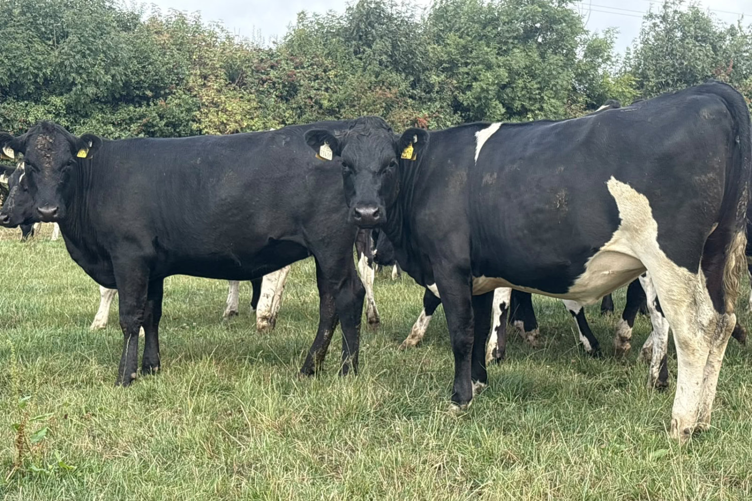 624-70128_3 High EBI Spring Calving Heifers For Sale