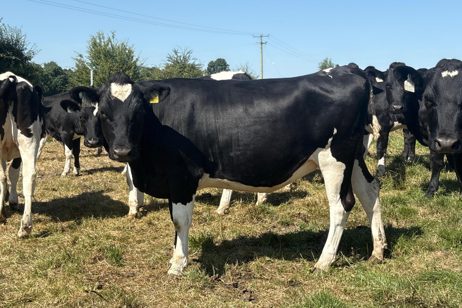 624-70128_3 High EBI Spring Calving Heifers For Sale