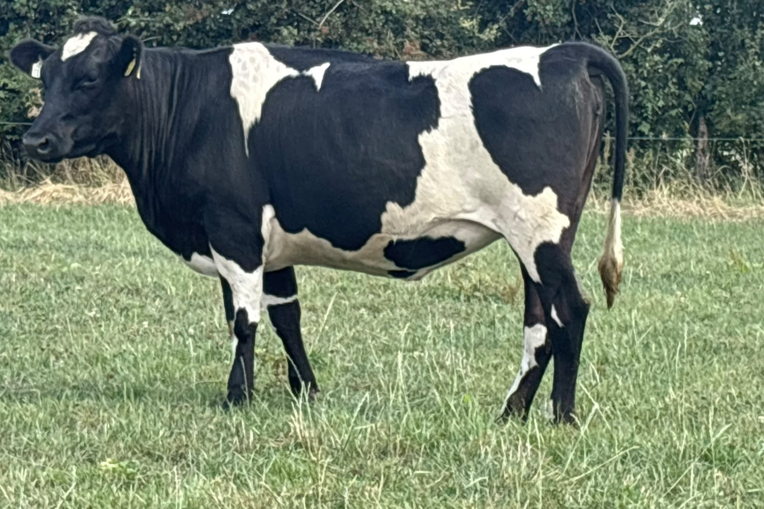 624-70128_4 High EBI Spring Calving Heifers For Sale