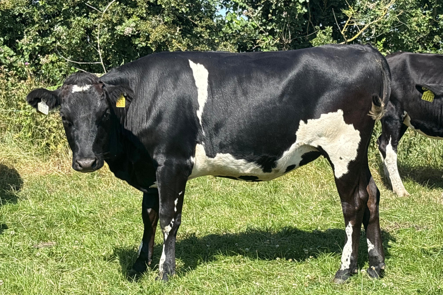 624-70128_4 High EBI Spring Calving Heifers For Sale
