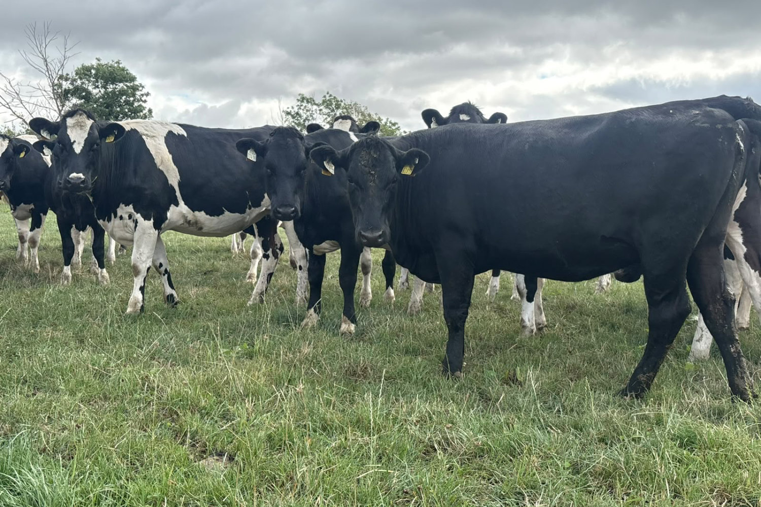 624-70128_5 High EBI Spring Calving Heifers For Sale