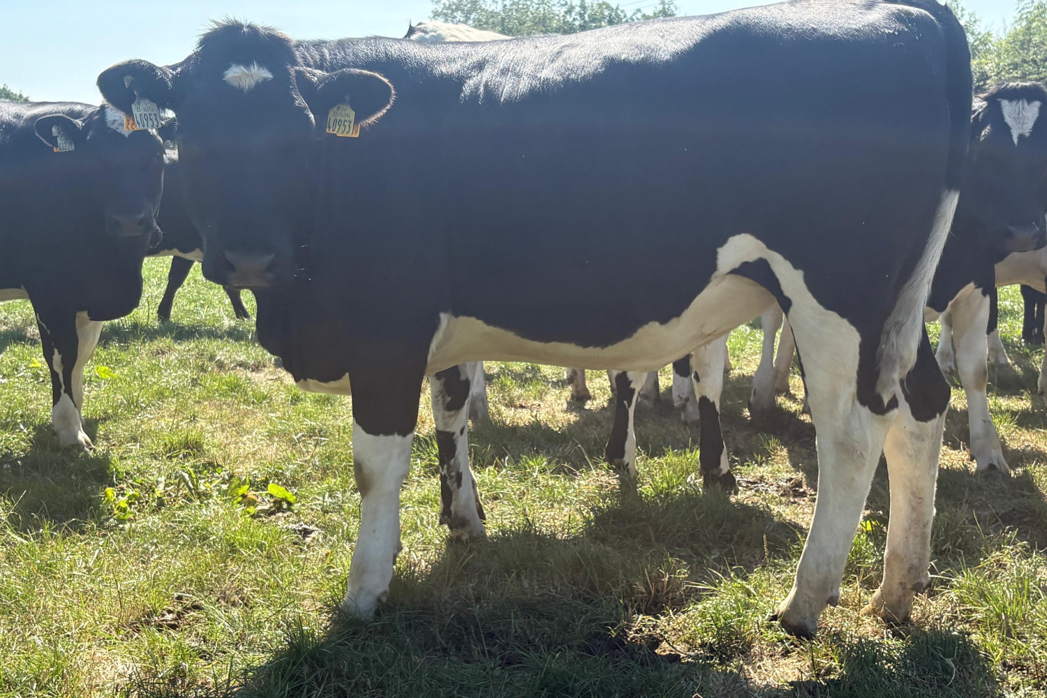 624-70128_5 High EBI Spring Calving Heifers For Sale
