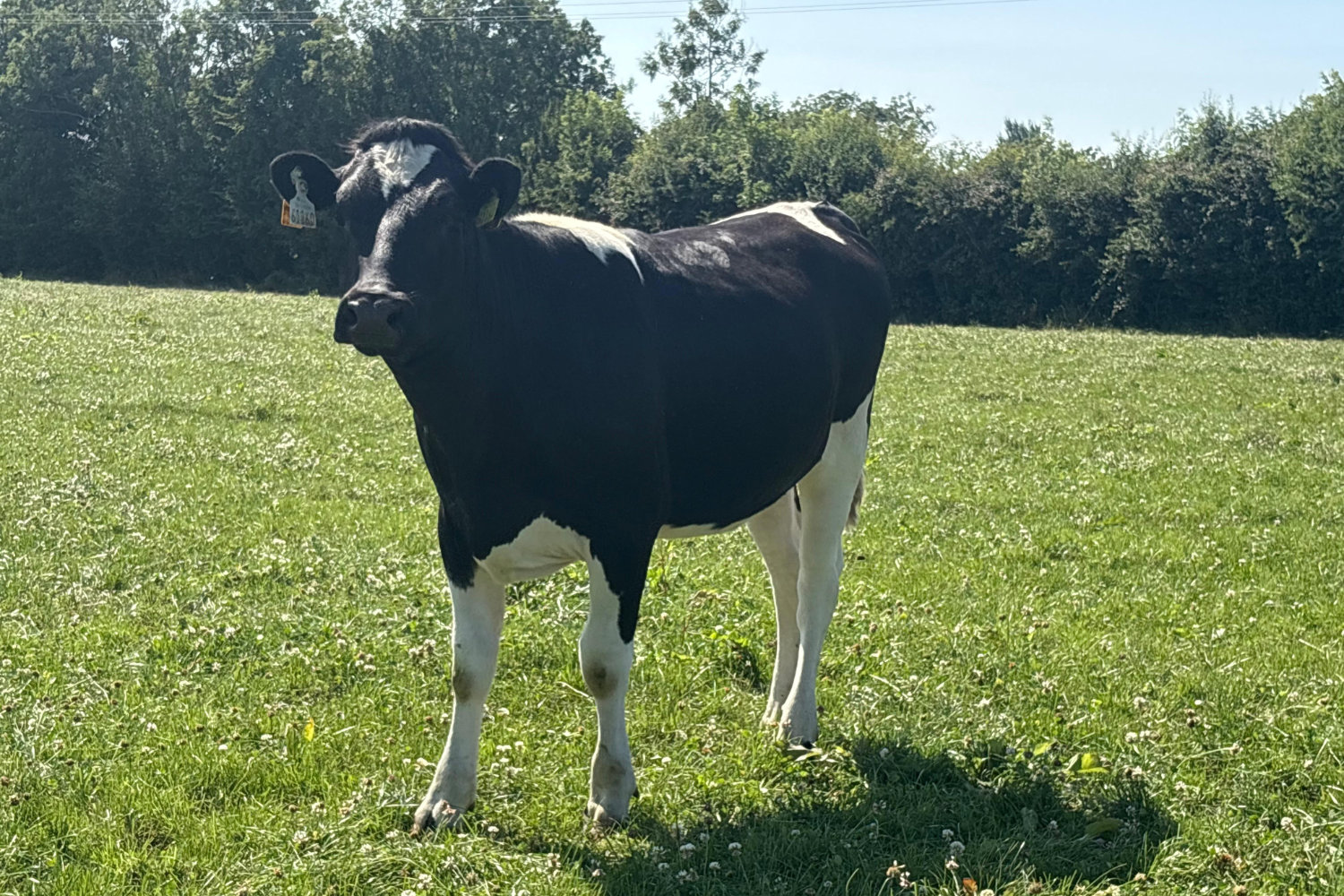 624-70128_6 High EBI Spring Calving Heifers For Sale