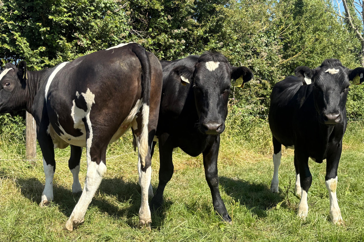 624-70128_7 High EBI Spring Calving Heifers For Sale