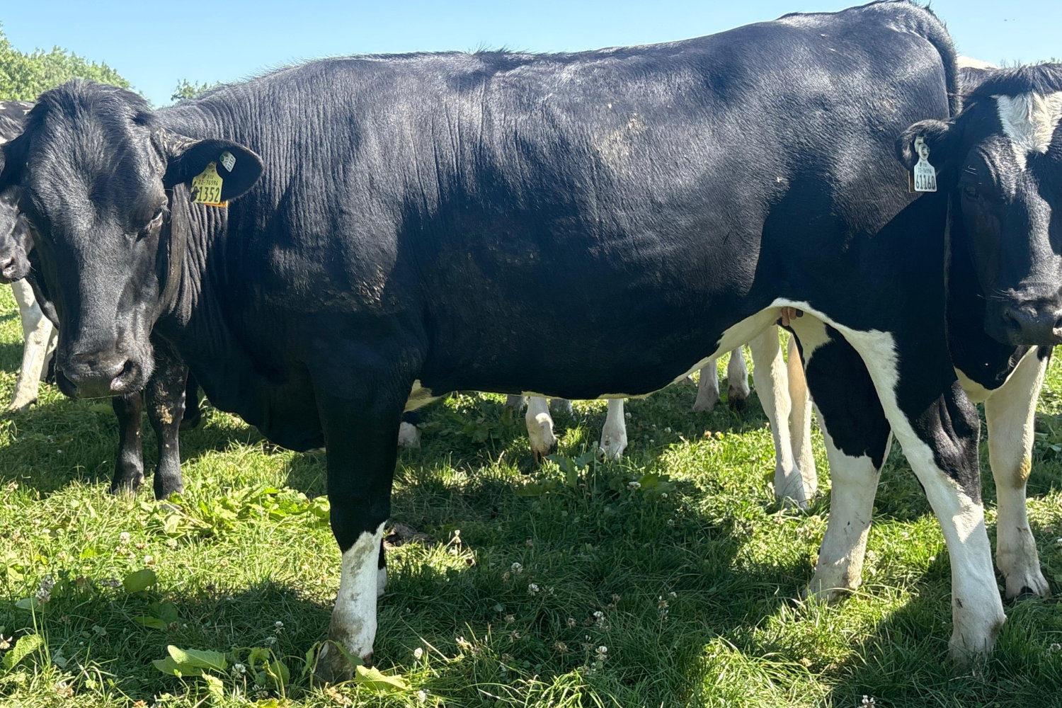 624-70128_8 High EBI Spring Calving Heifers For Sale