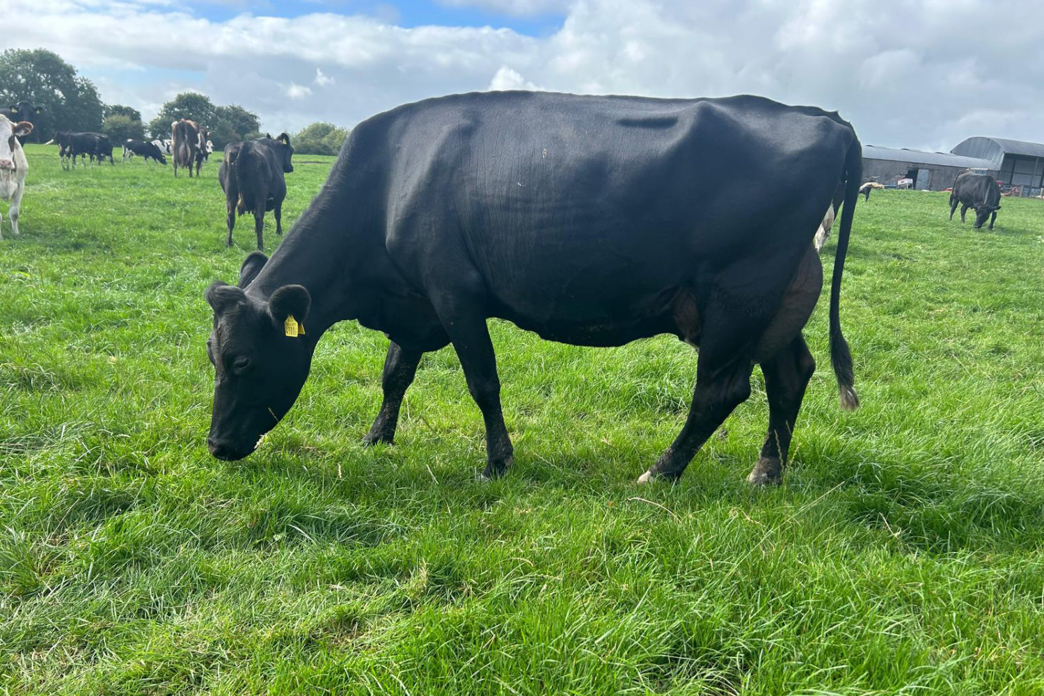 Full Herd of Jersey crossbred spring calving milking cows and Heifers for sale