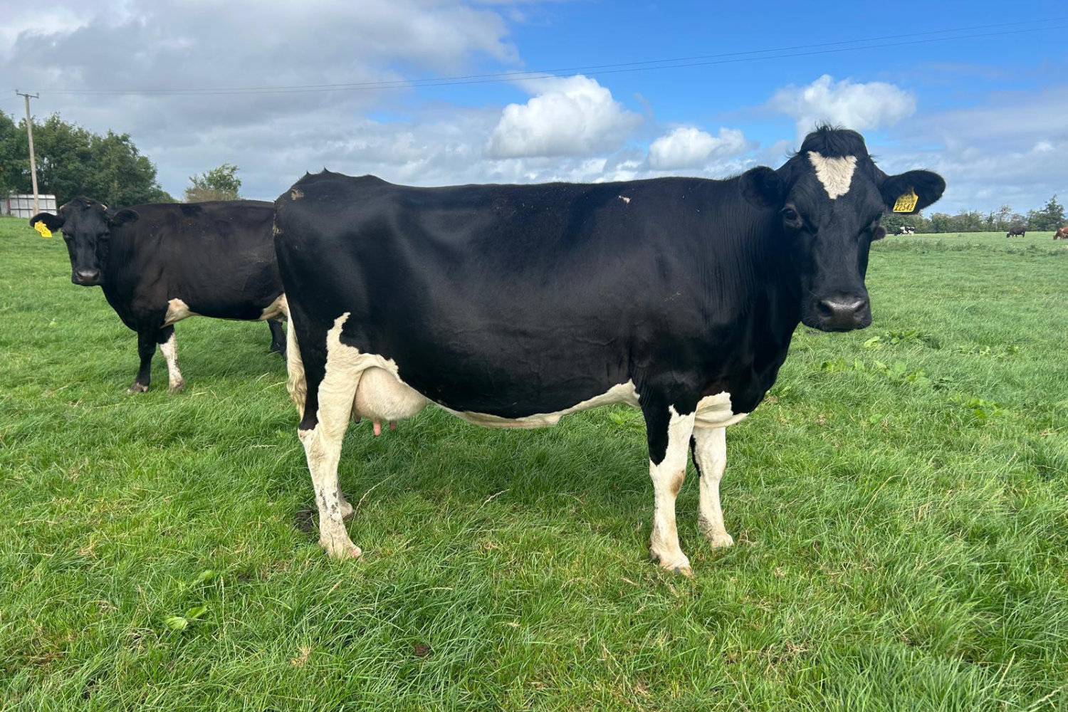 Full Herd of Jersey crossbred spring calving milking cows and Heifers for sale