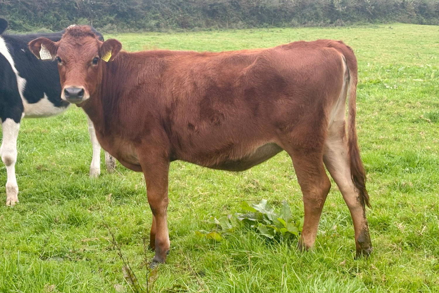3381-70857_3 Crossbred Calves 520kgMS cow For Sale