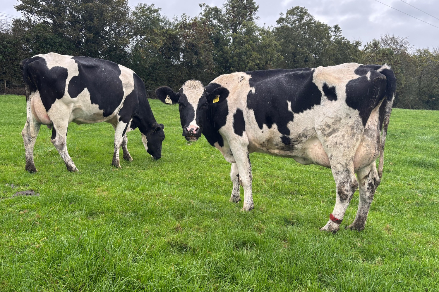 1185-70965_7 Autumn Calving Pedigree Cows for Sale