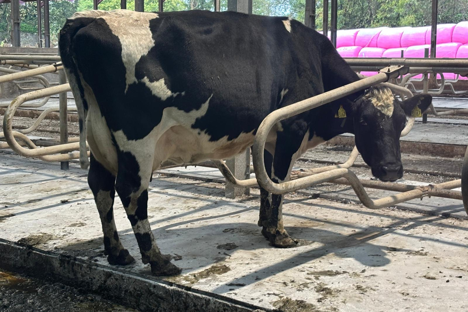 12762-71074_1 Crossbred Milking Cows For Sale