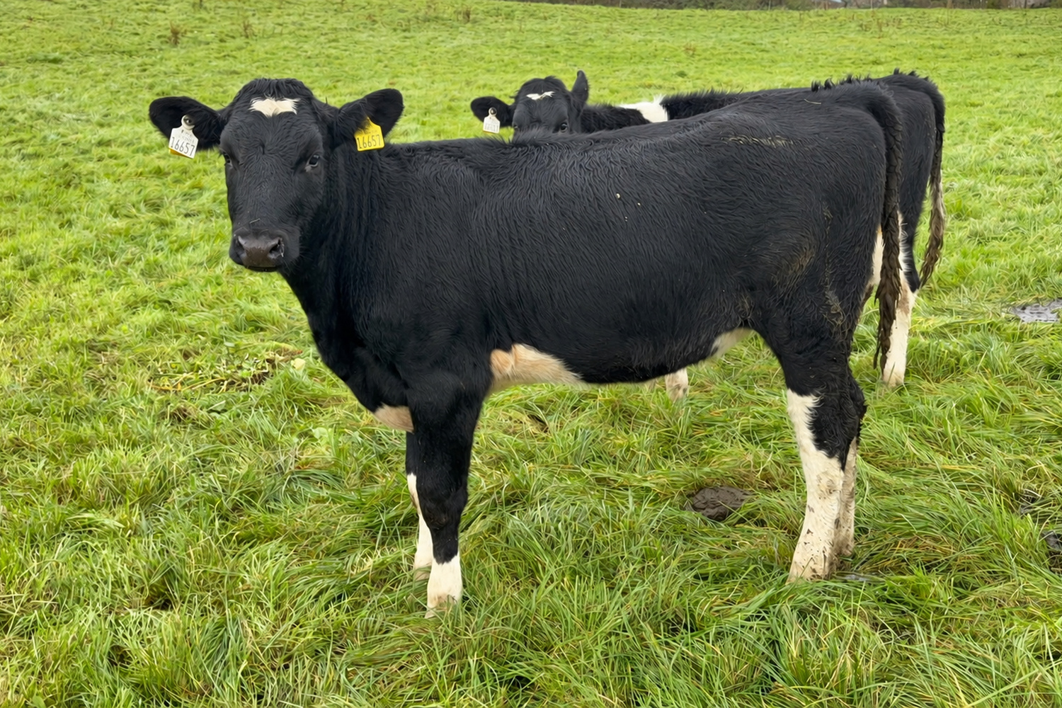 13262-71094 5 Star Weanling Calves For Sale