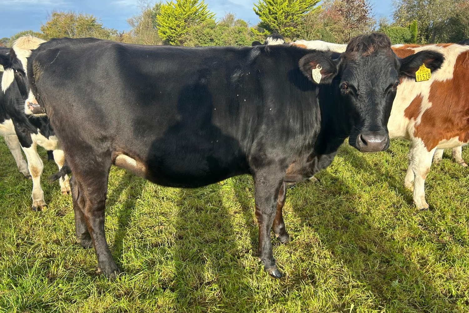 3721-71096_1 High EBI Crossbred In Calf Heifers from a Top 10% Milk Price Herd For Sale