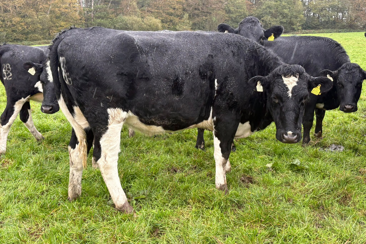 8094-71067_5 Spring Calving Heifers For Sale