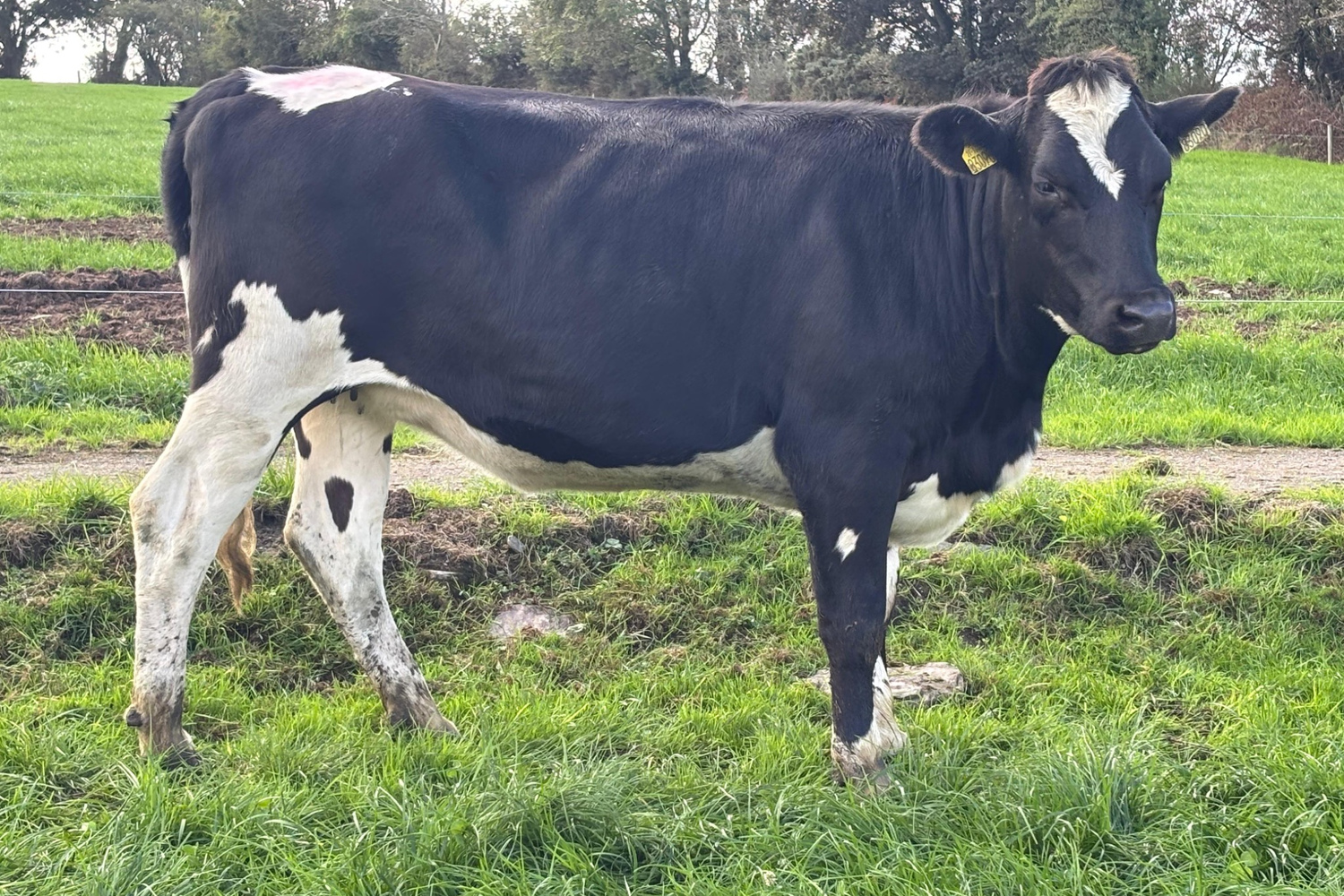 8388-36006_1 February Calving In Calf Heifers For Sale
